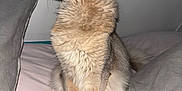 Uria a rejoint le concours — aidez-le/la à gagner de superbes lots ! abyssinian, angora, animal, cat, cushion, egyptiancat, homedecor, kitten, manx, pet