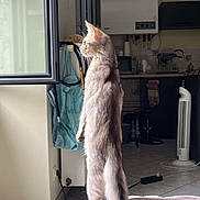 Uria a rejoint le concours — aidez-le/la à gagner de superbes lots ! apartment, appliance, bag, blanket, bowl, cat, cord, curious, curtain, floor, fur, indoor, kitchen, plug, quiet, standing, sunlight, tail, tile, window