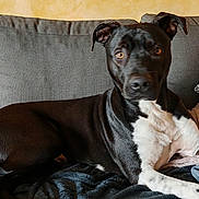Tyro participe au concours pour gagner de l'argent avec cette photo : dog, black_and_white_dog, pet, couch, blanket, pillow, living_room, indoor, fur, paw, snout, eye, looking_at_camera, relaxed, cozy, upholstery, textile, companion, resting, portrait