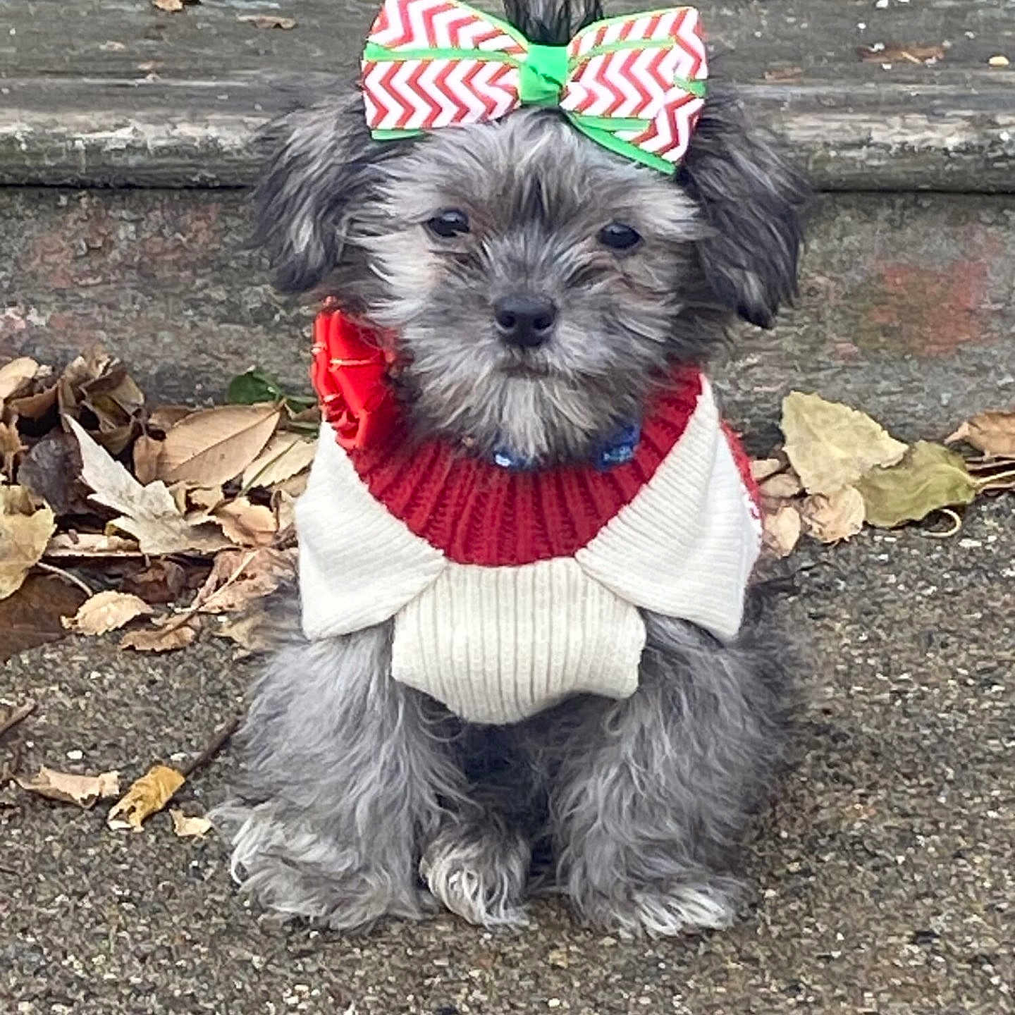 Stormy is registered to the contest to win money with this photo: dog, puppy, gray_fur, small_dog, bow, sweater, clothing, festive, holiday, red, white, outdoor, pavement, sidewalk, brick_wall, autumn, leaves, sitting, portrait, cute