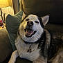dog, husky, smiling, couch, indoor, lamp, cozy, pet, fur, animal, collar, happy, relaxed, living_room, pillow, canine, companion, domestic, friendly, resting