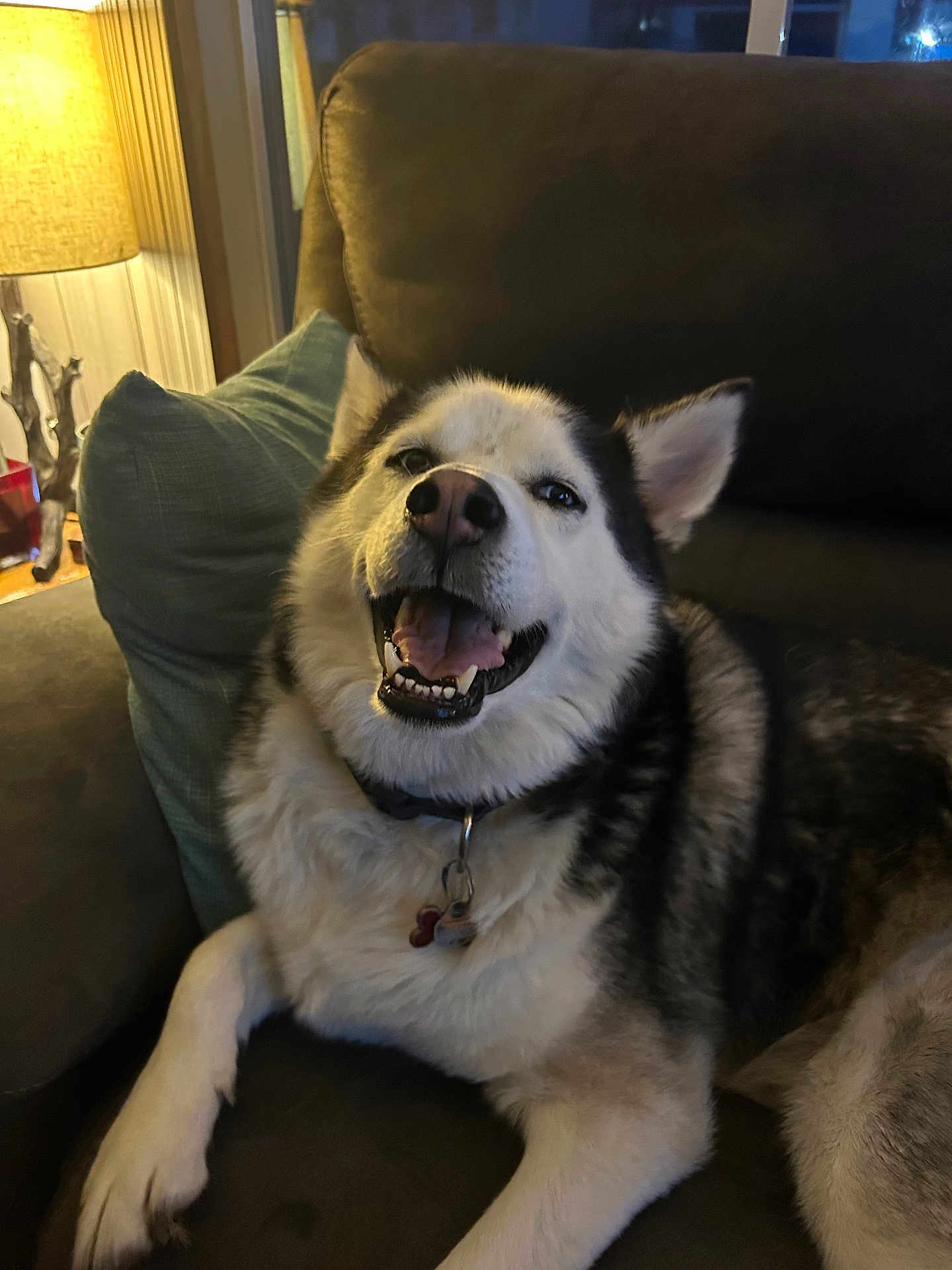 Rocket joined the competition — help win amazing prizes! dog, husky, smiling, couch, indoor, lamp, cozy, pet, fur, animal, collar, happy, relaxed, living_room, pillow, canine, companion, domestic, friendly, resting