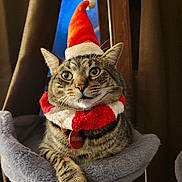 Mr.mcwhiskers joined the competition — help win amazing prizes! animal, cat, collar, cozy, curious, cute, domestic, feline, fur, holiday, indoor, perch, pet, red, relaxed, santa_hat, tabby, whiskers, white, window