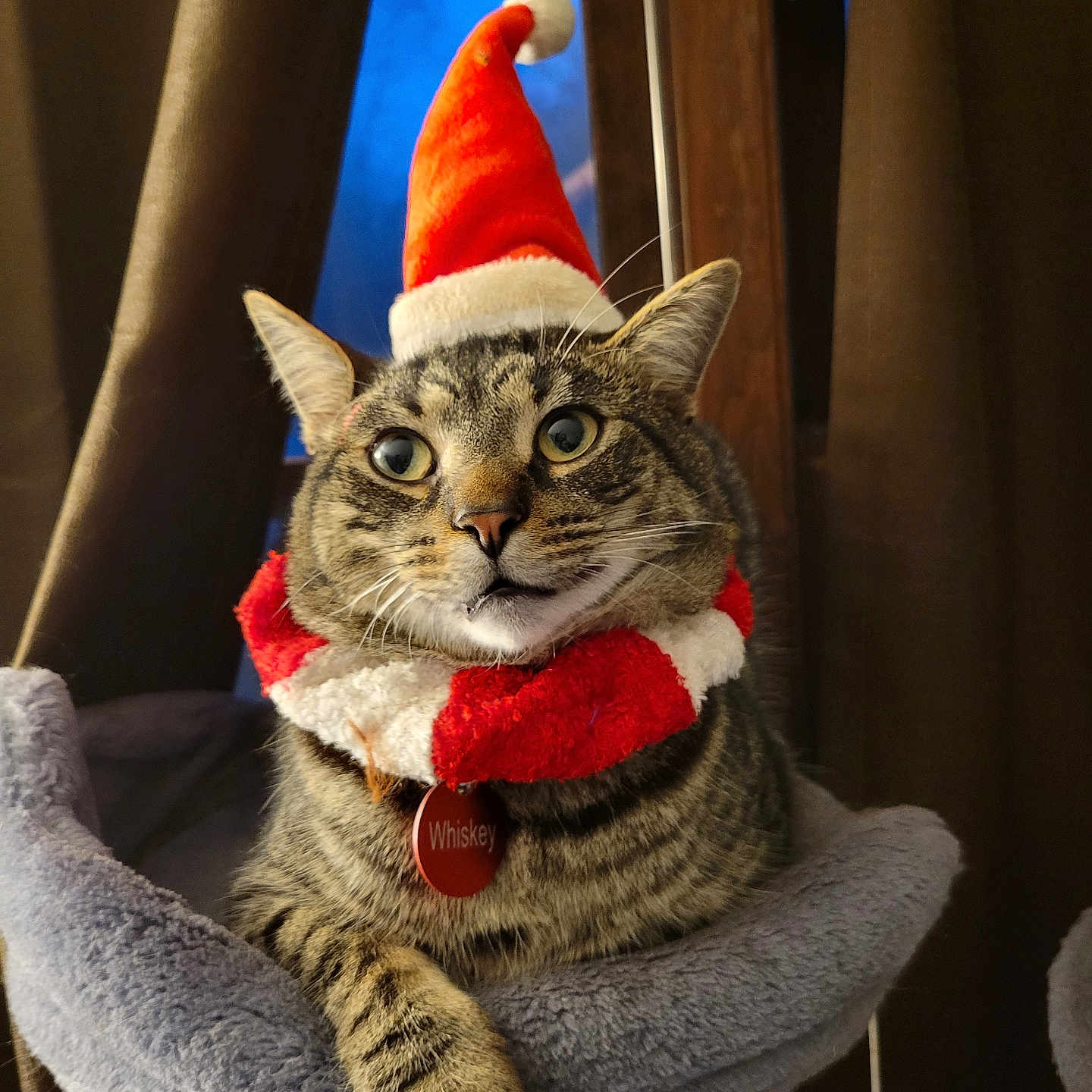 Mr.mcwhiskers joined the competition — help win amazing prizes! animal, cat, collar, cozy, curious, cute, domestic, feline, fur, holiday, indoor, perch, pet, red, relaxed, santa_hat, tabby, whiskers, white, window