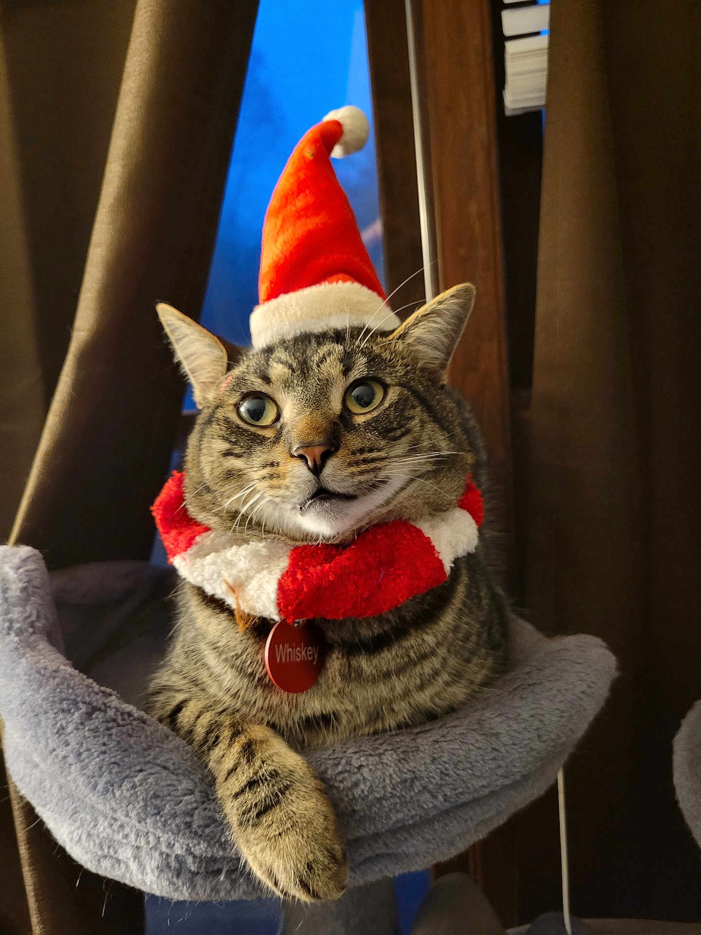 Mr.mcwhiskers joined the competition — help win amazing prizes! animal, cat, collar, cozy, curious, cute, domestic, feline, fur, holiday, indoor, perch, pet, red, relaxed, santa_hat, tabby, whiskers, white, window