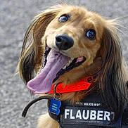 Flaubert participe au concours pour gagner de l'argent avec cette photo : animal, brown_dog, canine, close_up, collar, cute, dog, ears, face, friendly, fur, happy, harness, leash, outdoor, pet, playful, smiling, tongue, tongue_out