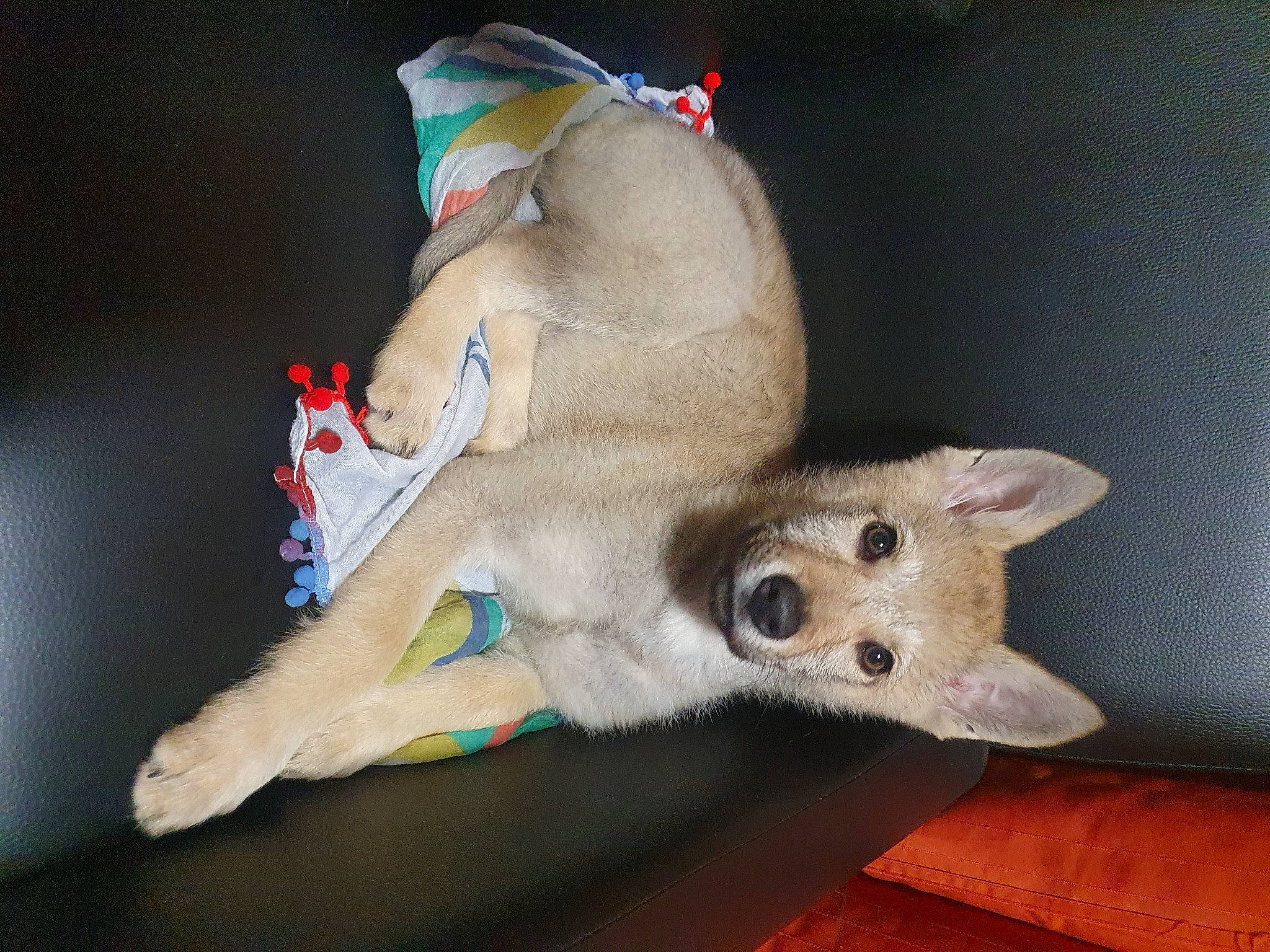 Shaïna a rejoint le concours — aidez-le/la à gagner de superbes lots ! canidae, carnivore, companion_dog, couch, dog_breed, dog_supply, fawn, felidae, fur, paw, pet_supply, plush, small_to_medium_sized_cats, sporting_group, stuffed_toy, tail, terrestrial_animal, toy, whiskers, working_animal