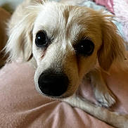 Remi is registered to the contest to win money with this photo: dog, close_up, pet, animal, cute, fluffy, cream_colored, soft, blanket, indoors, resting, fur, face, nose, ears, black_nose, big_eyes, cozy, companion, domestic_animal