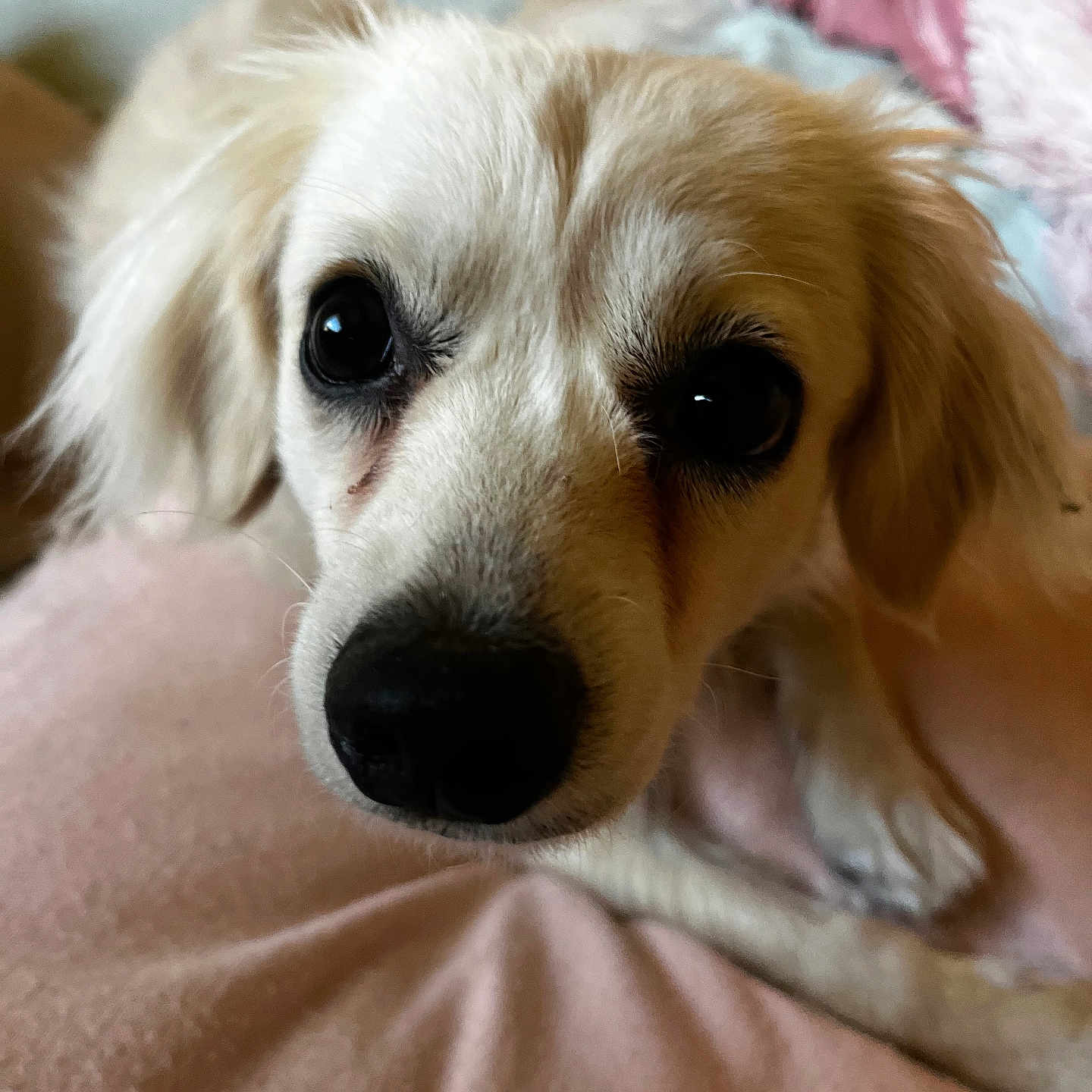 Remi