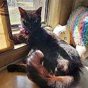 Luna is registered to the contest to win money with this photo: cat, black_cat, window, sunlight, purple_necklace, indoor, pets, animal, feline, resting, cute, decor, plush_toy, colorful, cozy, sunny, relaxed, household, windowsill, shadow