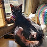 cat, black_cat, window, sunlight, purple_necklace, indoor, pets, animal, feline, resting, cute, decor, plush_toy, colorful, cozy, sunny, relaxed, household, windowsill, shadow