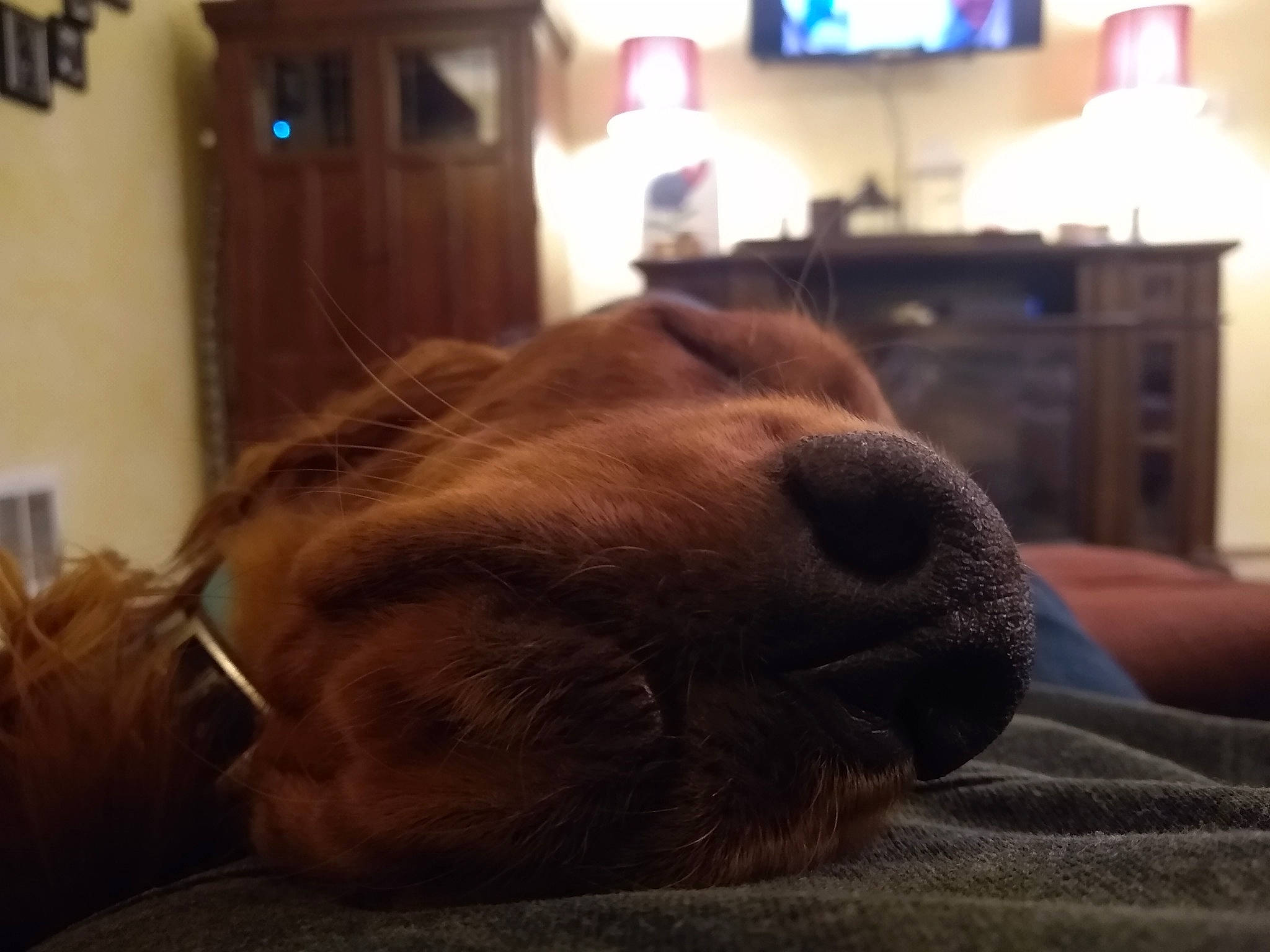 Katie joined the competition — help win amazing prizes! canidae, carnivore, companion_dog, dog_breed, fawn, mouth, nap, nose, snout, sporting_group, whiskers