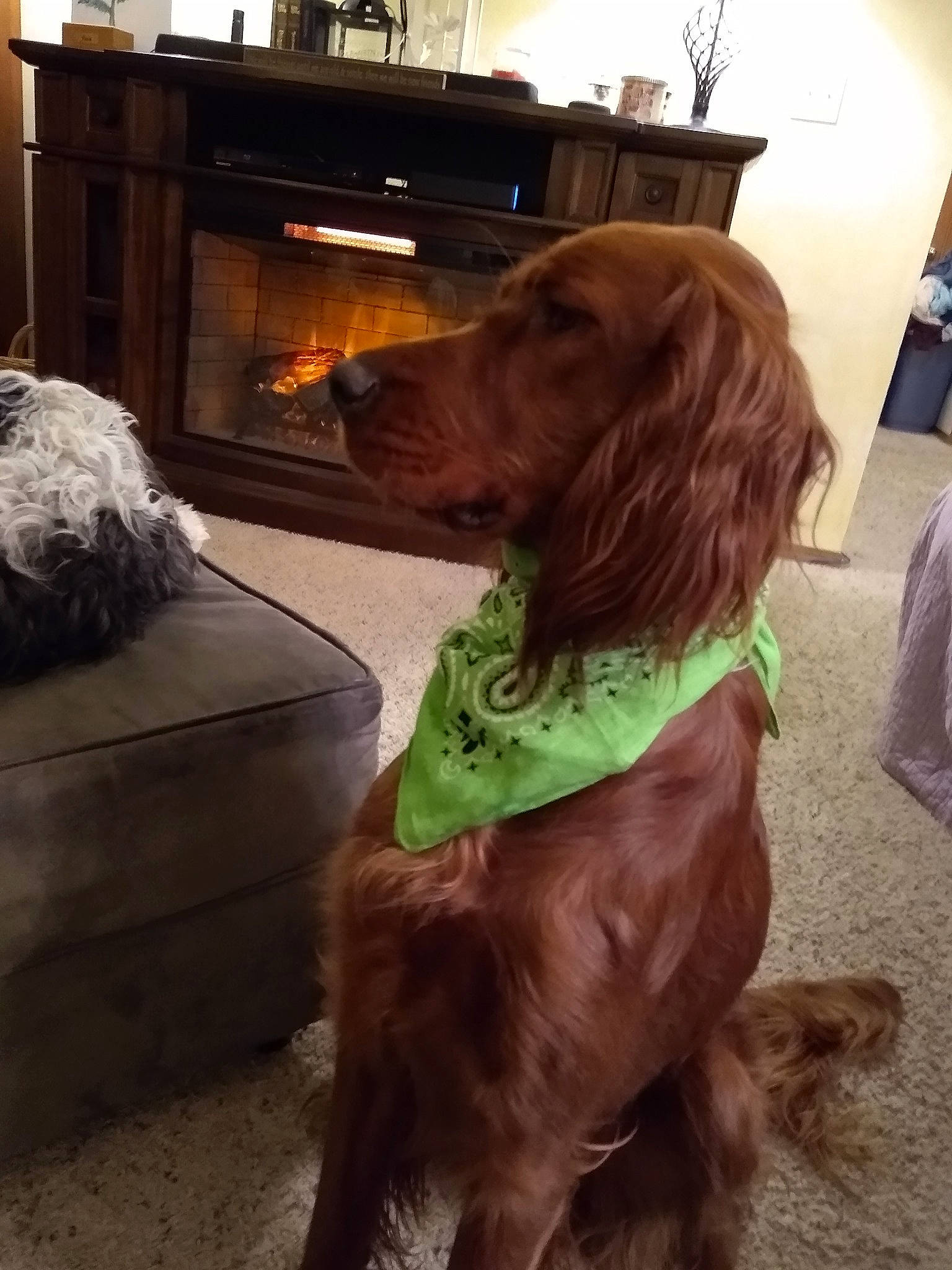 Katie joined the competition — help win amazing prizes! boykin_spaniel, canidae, carnivore, companion_dog, dog, dog_breed, irish_red_and_white_setter, irish_setter, liver, setter, sporting_group