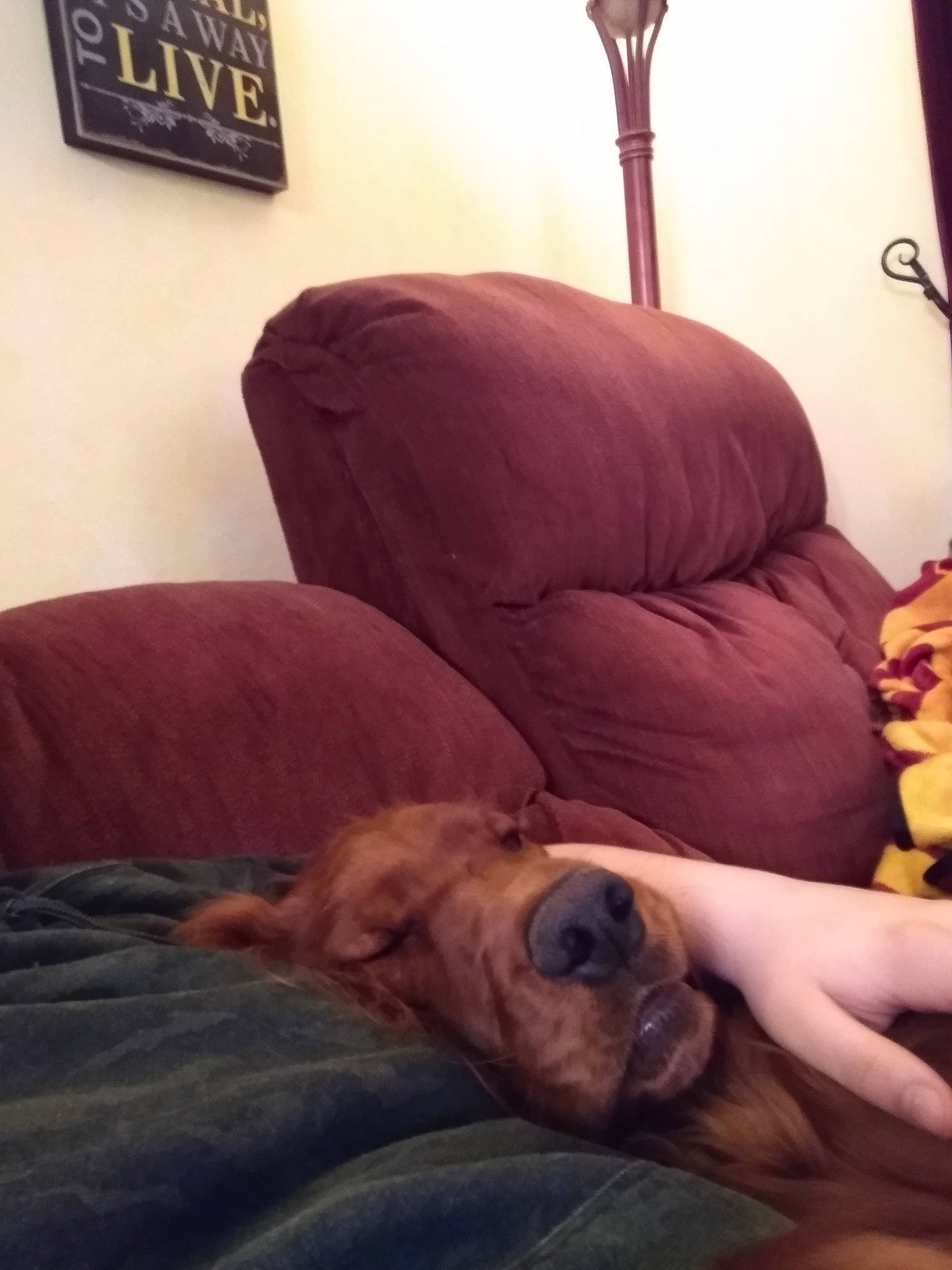 Katie joined the competition — help win amazing prizes! bullmastiff, canidae, carnivore, comfort, companion_dog, dog, dog_breed, fawn, nap, non_sporting_group, pug, puggle, snout