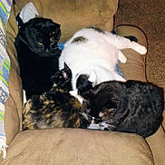 Lennon joined the competition — help win amazing prizes! cat, cats, feline, pets, indoor, couch, furniture, snuggling, black_cat, white_cat, tabby_cat, tortoiseshell_cat, fur, resting, cozy, pile, animal, domestic, relaxing, home