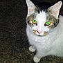 Lennon is registered to the contest to win money with this photo: cat, pet, animal, carpet, indoor, flash, green_eyes, fur, white_fur, tabby, tattoo, leg, shoe, footwear, curious, close_up, night, shadow, reflection, looking_up