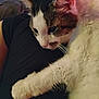 Lennon is registered to the contest to win money with this photo: cat, pet, animal, feline, white_fur, tabby_fur, paw, closeup, resting, indoor, human_lap, relaxed, cute, whiskers, ears, fur, sleepy, companion, domestic_cat, soft