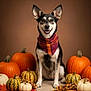 dog, bandana, pumpkin, gourd, fall, autumn, corn, maple_leaf, brown_background, pet, smiling, sitting, studio, portrait, decor, holiday, cute, animal, festive, indoor
