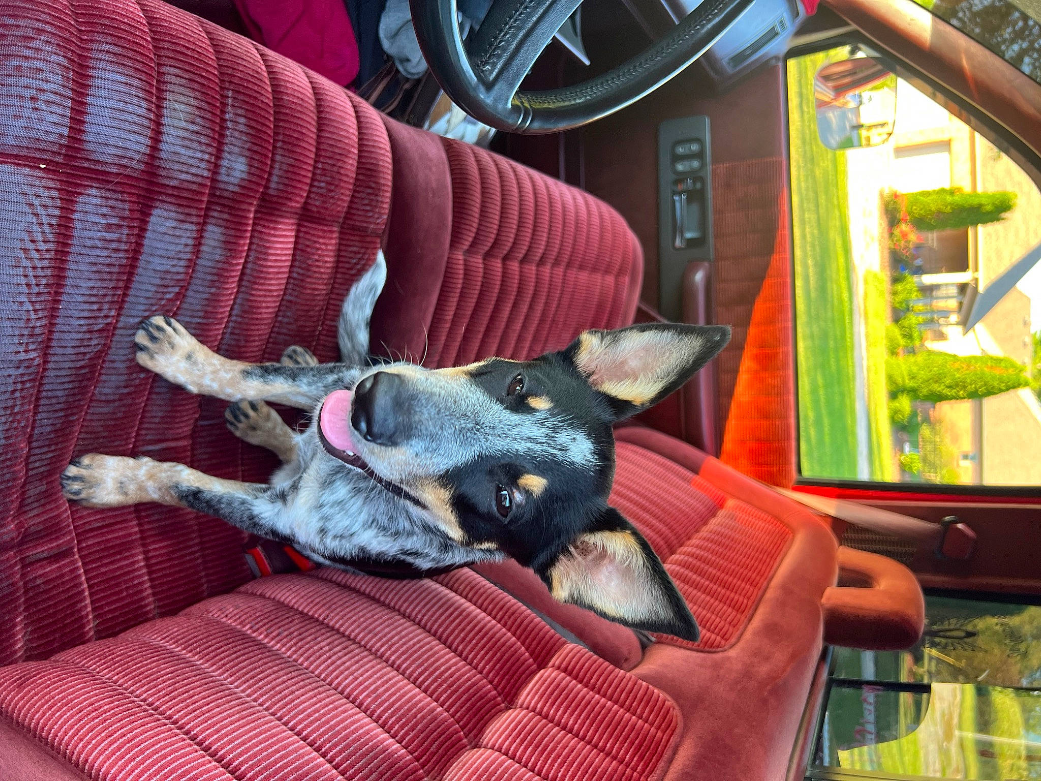 Lady joined the competition — help win amazing prizes! automotive_tire, bicycle_tire, carnivore, comfort, companion_dog, couch, dog, dog_breed, fawn, felidae, guard_dog, house, plant, room, snout, sporting_group, tire, wheel, wood, working_animal