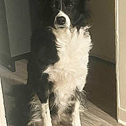 Toska a rejoint le concours — aidez-le/la à gagner de superbes lots ! animal, black_and_white, border_collie, calm, canine, companion, dog, domestic, ears, fur, house, indoor, light, pet, portrait, quiet, shadow, sitting, tail, wooden_floor