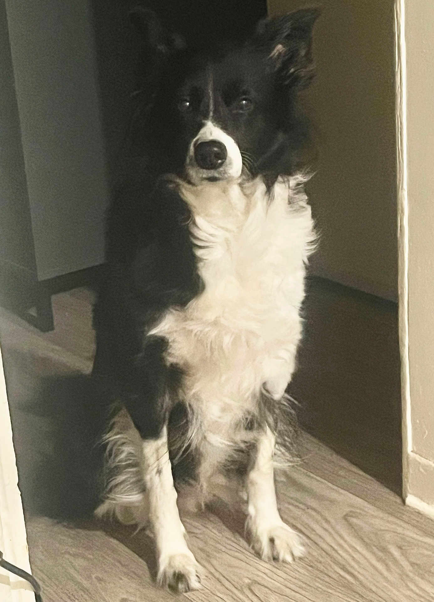 Toska a rejoint le concours — aidez-le/la à gagner de superbes lots ! animal, black_and_white, border_collie, calm, canine, companion, dog, domestic, ears, fur, house, indoor, light, pet, portrait, quiet, shadow, sitting, tail, wooden_floor