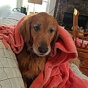 Harvey is registered to the contest to win money with this photo: golden_retriever, dog, blanket, bed, indoor, cozy, pet, fur, looking, warm, soft, home, lamp, fireplace, wood_floor, carpet, relaxed, comfort, animal, portrait
