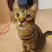 Athos participe au concours pour gagner de l'argent avec cette photo : cat, tabby, indoor, floor, whiskers, fur, pet, animal, curious, striped, ears, eyes, nose, tail, wooden_floor, domestic, feline, closeup, sitting, household
