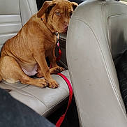 Ace is registered to the contest to win money with this photo: dog, brown_dog, car_interior, leather_seat, backseat, red_leash, window, animal, pet, sitting, curious, shy, seatbelt, vehicle, travel, inside_car, canine, leash, resting, motion_blur