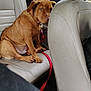 dog, brown_dog, car_interior, leather_seat, backseat, red_leash, window, animal, pet, sitting, curious, shy, seatbelt, vehicle, travel, inside_car, canine, leash, resting, motion_blur