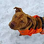Ace joined the competition — help win amazing prizes! dog, brown_dog, orange_jacket, snow, outdoor, pet, canine, fur, animal, winter, looking_up, ears, snout, collar, playful, cute, friendly, winter_clothing, nature, adorable