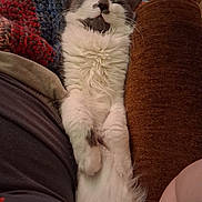 Fluffy is registered to the contest to win money with this photo: animal, blanket, brown, cat, cozy, cushion, feline, fluffy, fur, gray, human_arm, indoor, knitted, lying_down, pet, relaxed, resting, sleeping, soft, white