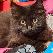 Binx joined the competition — help win amazing prizes! animal, cat, closeup, cozy, curious, cushion, cute, domestic_animal, feline, fluffy, indoor, kitten, pet, playful, portrait, resting, soft_fur, toy, yellow_eyes, young_cat