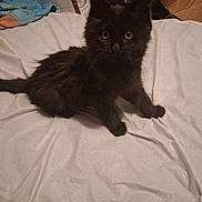 Binx joined the competition — help win amazing prizes! kitten, black_cat, pet, animal, fur, whiskers, bed, sheet, indoor, cute, young, eyes, ears, tail, resting, domestic, feline, curious, small, fluffy