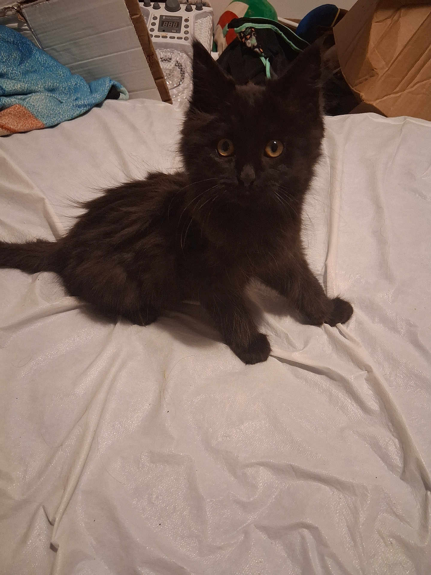 Binx joined the competition — help win amazing prizes! kitten, black_cat, pet, animal, fur, whiskers, bed, sheet, indoor, cute, young, eyes, ears, tail, resting, domestic, feline, curious, small, fluffy