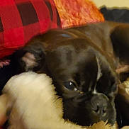Bear is registered to the contest to win money with this photo: dog, blanket, red_plaid, cozy, indoor, resting, fur, cushion, sleepy, pet, comfort, closeup, snuggle, dark_fur, canine, soft_texture, relaxing, home, animal, warmth
