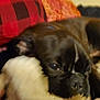 dog, blanket, red_plaid, cozy, indoor, resting, fur, cushion, sleepy, pet, comfort, closeup, snuggle, dark_fur, canine, soft_texture, relaxing, home, animal, warmth