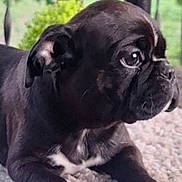 Bear is registered to the contest to win money with this photo: animal, background_blur, black_puppy, carpet, close_up, cute, dog, fur, indoor, looking_away, lying_down, pet, puppy, railing, resting, side_view, soft_light, texture, white_paws, young_dog