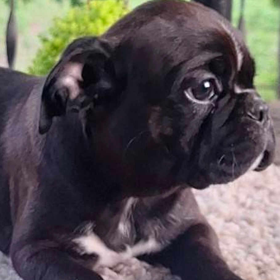 Bear is registered to the contest to win money with this photo: animal, background_blur, black_puppy, carpet, close_up, cute, dog, fur, indoor, looking_away, lying_down, pet, puppy, railing, resting, side_view, soft_light, texture, white_paws, young_dog