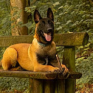 Broly participe au concours pour gagner de l'argent avec cette photo : alert, belgian_malinois, black_and_tan, canine, collar, dog, forest, german_shepherd_type, happy, lying_down, nature, open_mouth, outdoors, panting, pet, pointed_ears, sitting, stick, wooden_bench, woodland