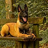 alert, belgian_malinois, black_and_tan, canine, collar, dog, forest, german_shepherd_type, happy, lying_down, nature, open_mouth, outdoors, panting, pet, pointed_ears, sitting, stick, wooden_bench, woodland