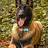 Broly a rejoint le concours — aidez-le/la à gagner de superbes lots ! belgian_malinois, black_mask, brown_fur, canine, collar, dog, dog_tag, fallen_leaves, forest, greenery, happy, nature, open_mouth, outdoor, pet, portrait, sitting, tongue_out, upright_ears, woodland