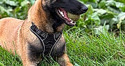Broly participe au concours pour gagner de l'argent avec cette photo : alert, animal_portrait, belgian_malinois, black_and_tan, canine, dog, fetch, field, grass, greenery, happy, harness, lying_down, nature, open_mouth, outdoors, panting, pet, pointed_ears, tennis_ball