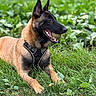 alert, animal_portrait, belgian_malinois, black_and_tan, canine, dog, fetch, field, grass, greenery, happy, harness, lying_down, nature, open_mouth, outdoors, panting, pet, pointed_ears, tennis_ball