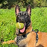 Broly participe au concours pour gagner de l'argent avec cette photo : ball, belgian_malinois, dog, grass, harness, lying_down, nature, open_mouth, outdoor, park, pet, playing, pointed_ears, portrait, short_fur, sitting, sunlight, tennis_ball, tongue, woodland