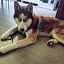 Venom a rejoint le concours — aidez-le/la à gagner de superbes lots ! animal, blue_eyes, canine, collar, dog, domestic, ears, floor, fur, house, husky, indoor, kitchen, legs, looking_at_camera, lying_down, paw, pet, resting, snout