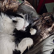 Mittens joined the competition — help win amazing prizes! animal, black_and_white, camo_jacket, cat, close_up, cozy, cute, domestic_cat, fabric, feline, fur, indoor, nap, paw, pet, relaxed, resting, sleeping, soft, whiskers