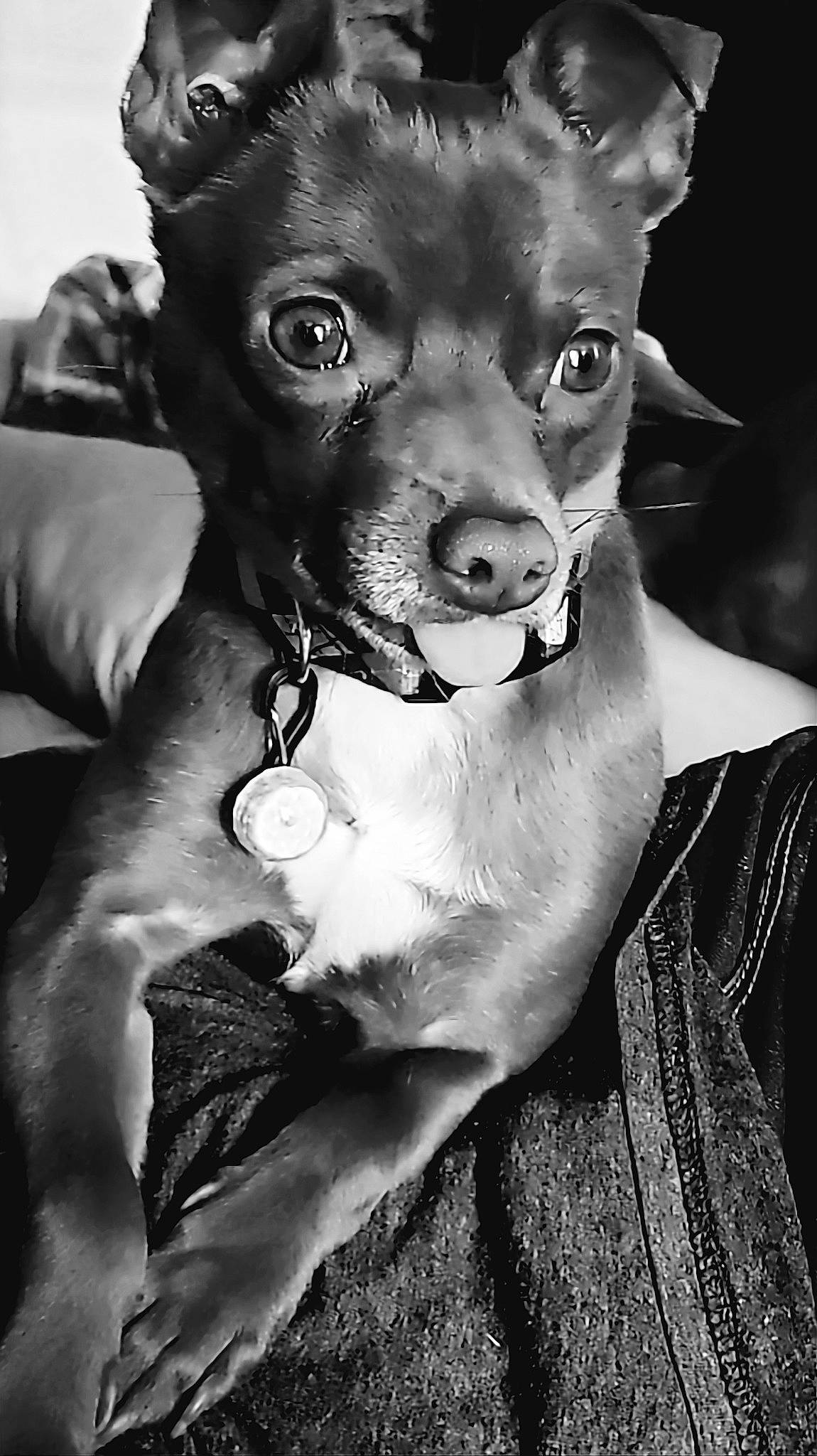 Rascal joined the competition — help win amazing prizes! black, black_and_white, carnivore, chihuahua, companion_dog, dog, dog_breed, ear, fawn, fur, gesture, jaw, monochrome, monochrome_photography, snout, sporting_group, style, toy_dog, whiskers, working_animal