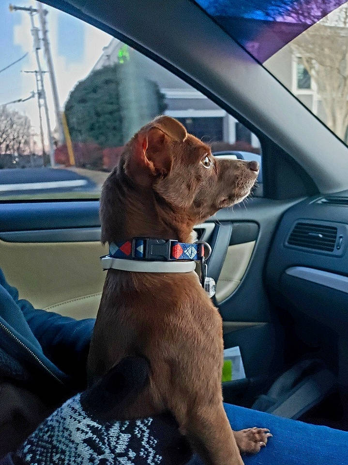 Rascal is registered to the contest to win money with this photo: automotive_exterior, automotive_mirror, car, car_seat, car_seat_cover, carnivore, collar, companion_dog, dog, dog_breed, dog_collar, fawn, liver, motor_vehicle, sky, snout, steering_part, vehicle, vehicle_door, window