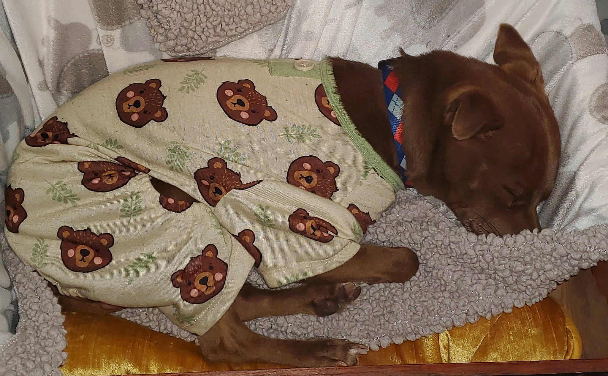Rascal joined the competition — help win amazing prizes! brown, carnivore, comfort, comfort_food, cuisine, dish, fawn, felidae, finger_food, ingredient, linens, liver, pattern, recipe, room, small_to_medium_sized_cats, textile, visual_arts, whiskers, wood