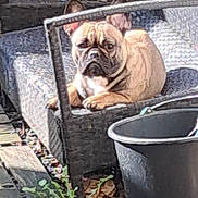 Athéna participe au concours pour gagner de l'argent avec cette photo : french_bulldog, dog, pet, animal, pouty_face, patio, outdoor, wicker_furniture, bucket, plant, wooden_deck, resting, ears, paws, brown_coat, sitting, closeup, face, expression, leisure